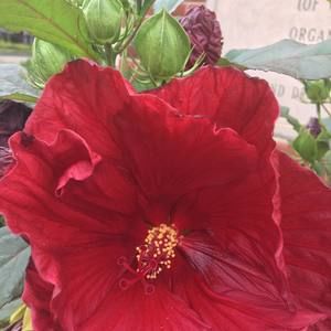 Meet your Posher, Esther